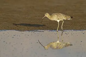 Eurasian curlew, curlew, (Numenius arquata)