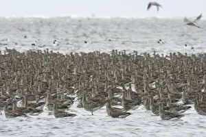 Eurasian curlew (Numenius arquata)