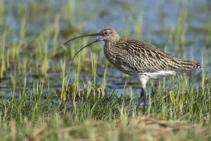 Eurasian curlew (Numenius arquata)
