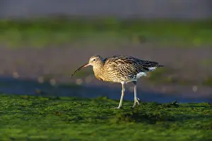 Eurasian curlew (Numenius arquata)