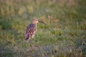 Eurasian curlew (Numenius arquata)