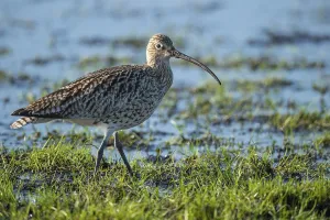 Eurasian curlew (Numenius arquata)