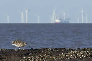 Eurasian curlew (Numenius arquata)