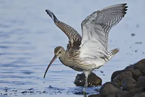 Eurasian curlew (Numenius arquata)