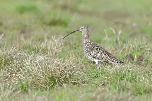 Eurasian curlew (Numenius arquata)