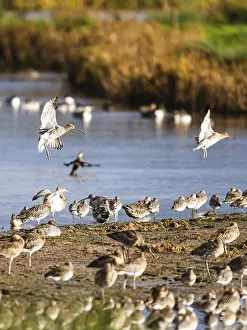 Eurasian Curlew, Numenius arquata
