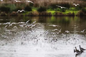 Eurasian Curlew, Numenius arquata