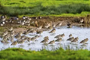 Eurasian Curlew, Numenius arquata