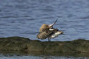 Eurasian curlew (Numenius arquata) adult bird preening its feathers