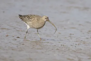 Eurasian curlew (Numenius arquata) adult wader bird feeding on a lugworm on a mudflat