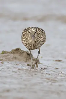Eurasian curlew (Numenius arquata) adult wading bird on a coastal mudflat