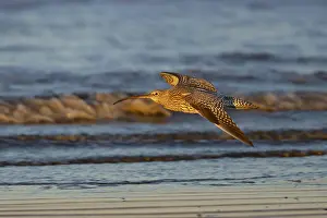 Eurasian curlew (Numenius arquata) adult wading bird in flight along a shoreline