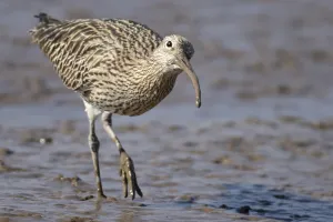 Eurasian curlew (Numenius arquata) adult wading bird on a mudflat