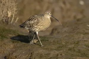 Eurasian curlew (Numenius arquata) adult wading bird on a mudflat