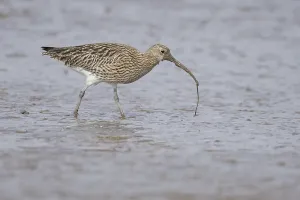 Eurasian curlew (Numenius arquata) adult wading bird on a mudflat feeding on a lugworm