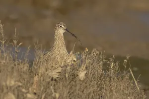 Eurasian curlew (Numenius arquata) adult wading bird on a saltmarsh