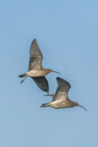 Eurasian Curlew (Numenius arquata) or Common Curlew in a flight