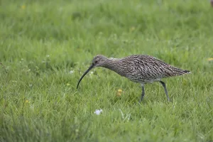Eurasian curlew, Numenius arquata, Eurasian curlew