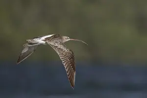 Eurasian Curlew (Numenius arquata orientalis)