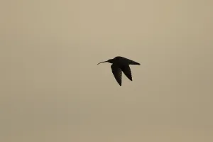 Eurasian curlew (Numenius arquata) silhouette of an adult wading bird flying at sunset
