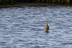 Eurasian curlew (Numenius arquata) in the Wadden Sea