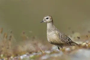 Eurasian Dotterel (Charadrius morinellus)