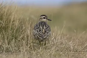 Eurasian Dotterel (Charadrius morinellus)