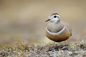 Eurasian dotterel (Eudromias morinellus)