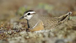 Eurasian dotterel (Eudromias morinellus)