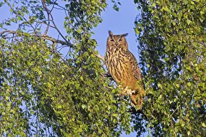 Eurasian eagle-owl, European eagle-owl (Bubo bubo) adult perched in tree in broad-leaved forest at sunset in spring