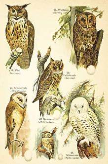 Eurasian eagle-owl (Bubo bubo)