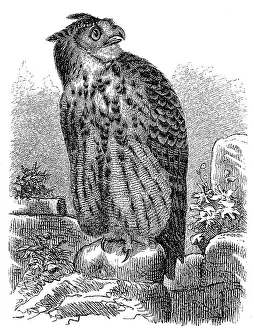 Eurasian eagle-owl (Bubo bubo)