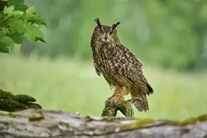 Eurasian eagle-owl (Bubo bubo)