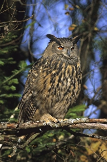 Eurasian Eagle owl (Bubo bubo)