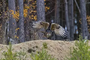 One Eurasian Eagle Owl, Bubo bubo