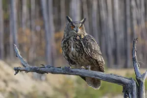 One Eurasian Eagle Owl, Bubo bubo