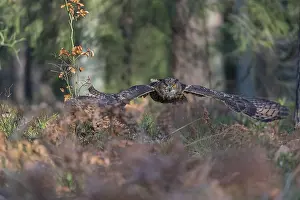 One Eurasian Eagle Owl, Bubo bubo