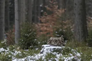 One Eurasian Eagle Owl, Bubo bubo