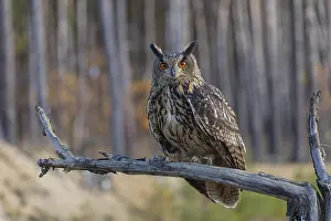 One Eurasian Eagle Owl, Bubo bubo
