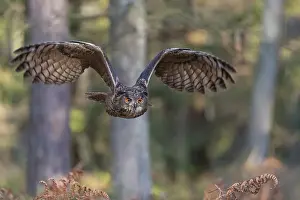 One Eurasian Eagle Owl, Bubo bubo