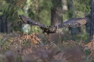 One Eurasian Eagle Owl, Bubo bubo
