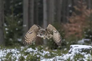 One Eurasian Eagle Owl, Bubo bubo