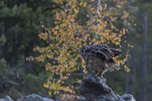 One Eurasian Eagle Owl, Bubo bubo