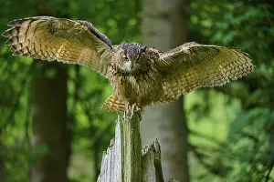 Eurasian eagle-owl (Bubo bubo)