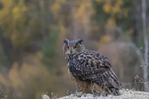 One Eurasian Eagle Owl, Bubo bubo