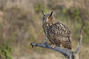 One Eurasian Eagle Owl, Bubo bubo