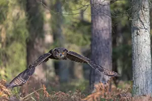 One Eurasian Eagle Owl, Bubo bubo