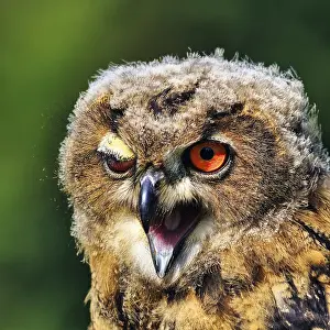 Eurasian eagle-owl (Bubo bubo)