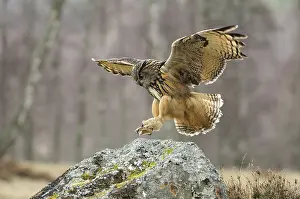 Eurasian eagle-owl (Bubo bubo)