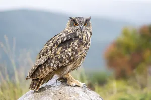 Eurasian eagle-owl (Bubo bubo)